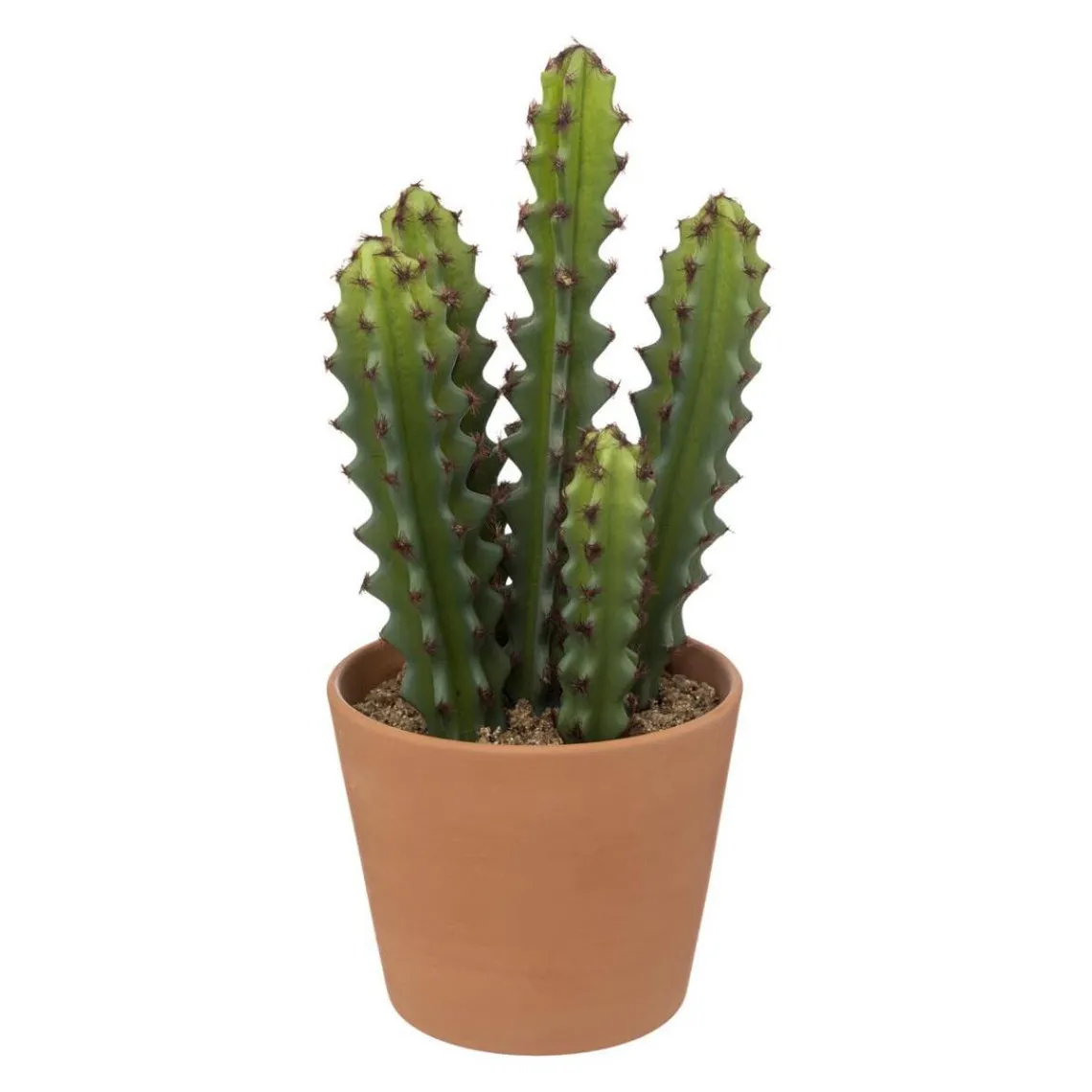 Cactus en pot 