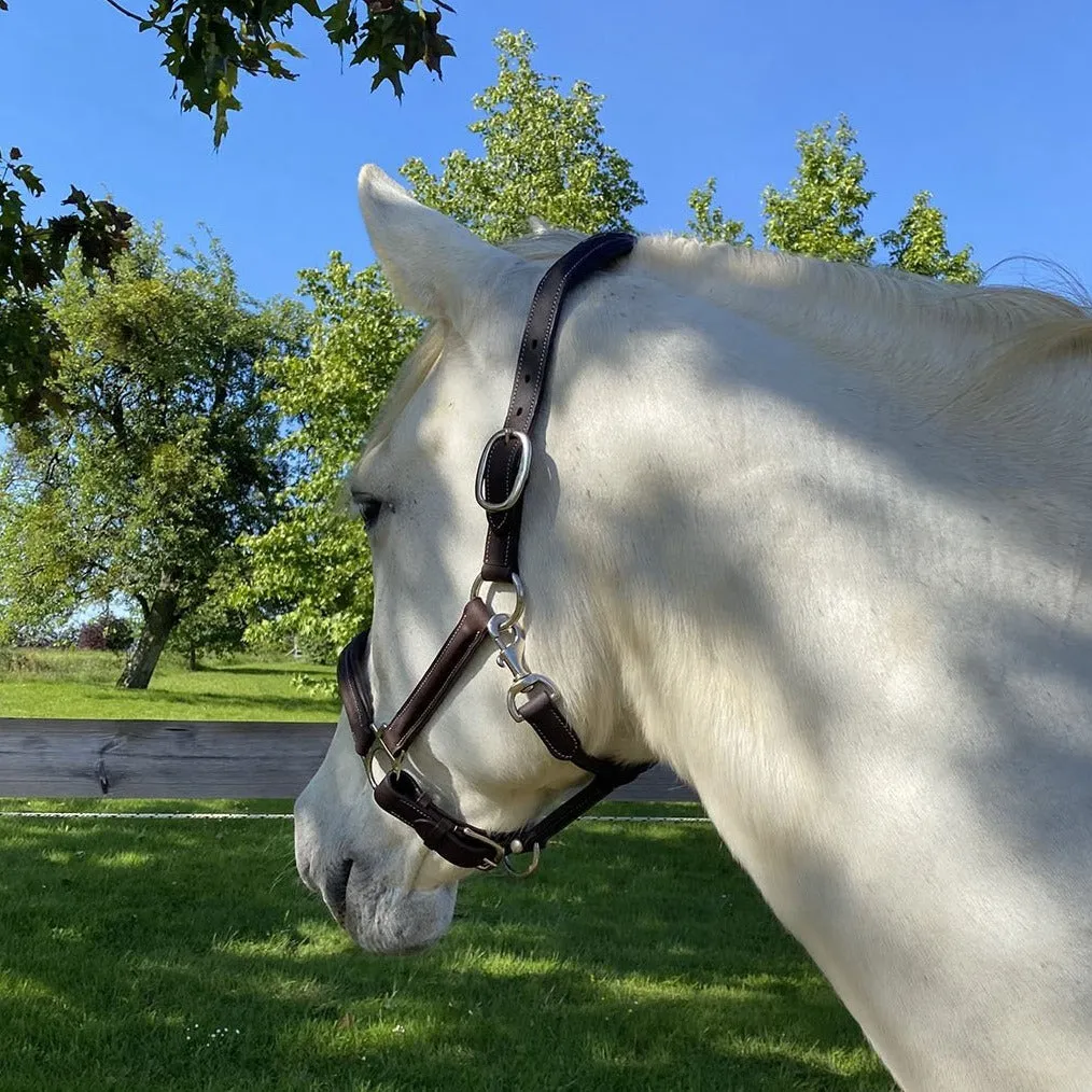 Licol Privilège Equitation Royan